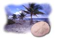 Caribbean Palm Trees and Sand Dollar 